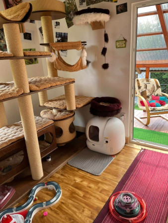 Pokojíček koťátek